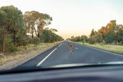 Strasse in Australien von Baeumen gesaeumt